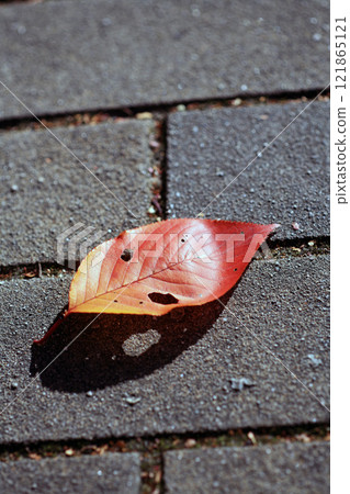 Red leaves on the sidewalk Red leaves on the sidewalk 121865121