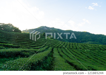 tea plantation and green tea plantation tea plantation and green tea plantation 121865244