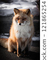 A red fox on a cold winter morning 121865254