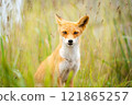 A red fox I met in the summer forest 121865257