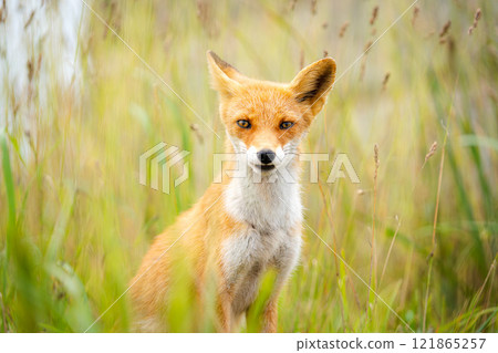 我在夏日森林裡遇見的一隻紅狐 121865257