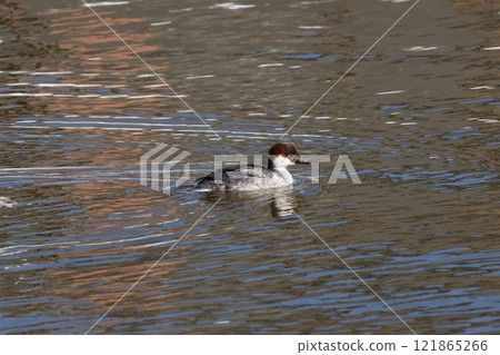 Female merganser swimming in a winter pond 121865266