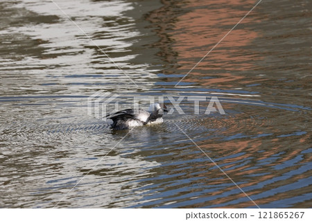 A female Smew playing in a winter pond 121865267