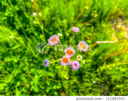 可愛的翡翠花～五月的陽光～ 121865501