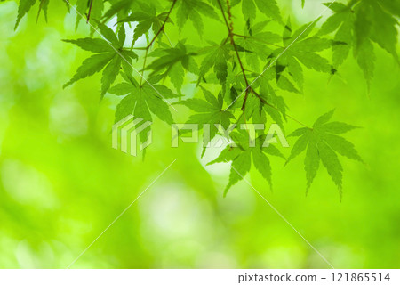清新的綠色影像素材“藍楓” 清新的綠色影像素材“藍楓” 121865514