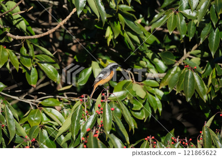 達烏爾紅尾鴝來吃堅果 121865622