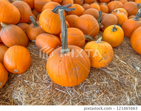 Large piles scattering of small pumpkins and gourds 121865663