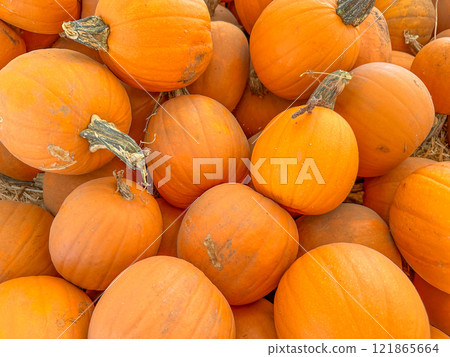 Large piles scattering of small pumpkins and gourds 121865664