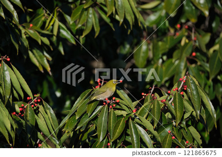 A Japanese white-eye eating nuts A Japanese white-eye eating nuts 121865675