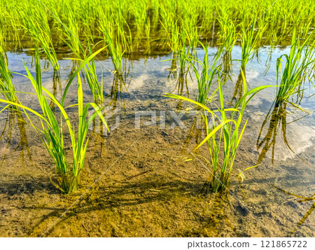 好的! ~稻田~ 好的! ~稻田~ 121865722