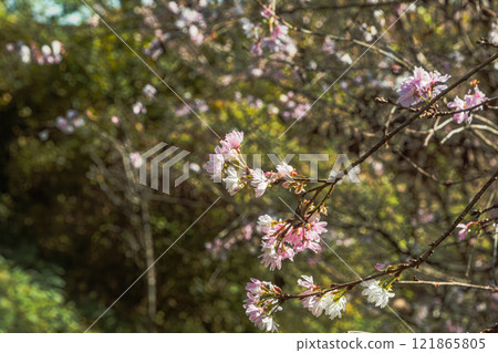 城峰公園冬季櫻花風景37 城峰公園冬季櫻花風景37 121865805