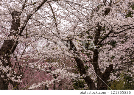 My body and mind became lighter, and the sky was clear and beautiful. The mountains were hazy in the distance, and the river flowed quietly. My body and mind became lighter, and the sky was clear and beautiful. The mountains were hazy in the distance, and the river flowed quietly. 121865826