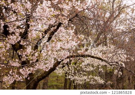 My body and mind became lighter, and the sky was clear and beautiful. The mountains were hazy in the distance, and the river flowed quietly. My body and mind became lighter, and the sky was clear and beautiful. The mountains were hazy in the distance, and the river flowed quietly. 121865828