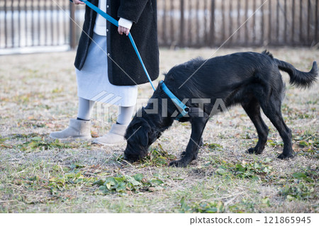 Walking a large dog: Sniffing the ground Walking a large dog: Sniffing the ground 121865945