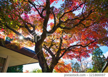 Autumn at Echizen Pottery Village 121866087