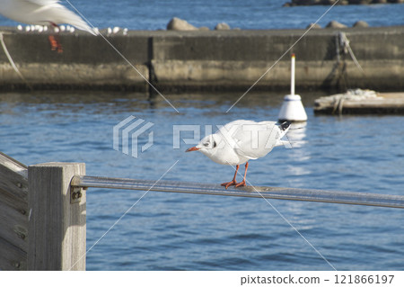 Seagull Seagull 121866197