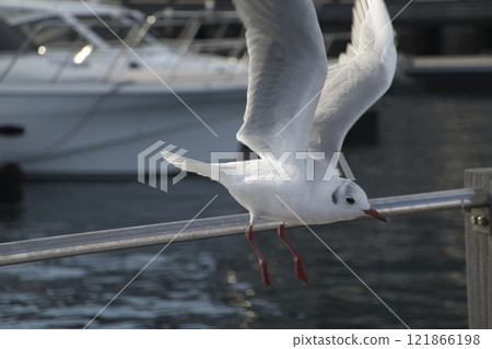 Seagull 121866198