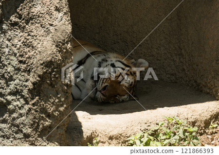 Amur tiger taking a nap in the shade of a rock Amur tiger taking a nap in the shade of a rock 121866393
