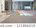 一隻棕色虎斑貓站在住宅區的輕鬆外觀 121866418