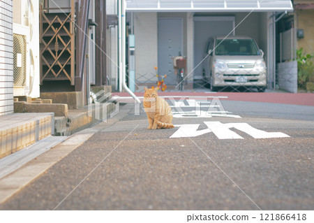 A brown tabby cat relaxing in a residential area A brown tabby cat relaxing in a residential area 121866418