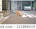 一隻棕色虎斑貓在住宅區回望的可愛姿勢 121866419
