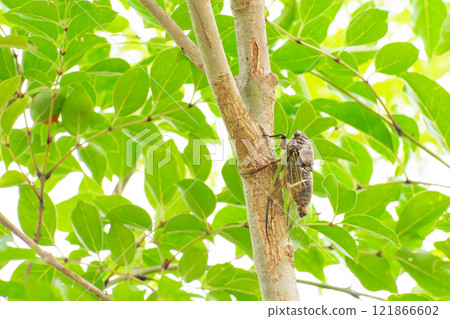 一隻蟬棲息在條紋白蠟樹上 121866602