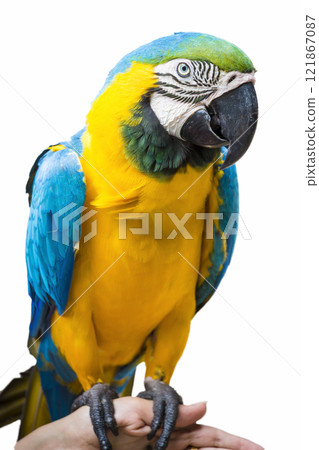 A bright colored parrot A bright colored parrot 121867087