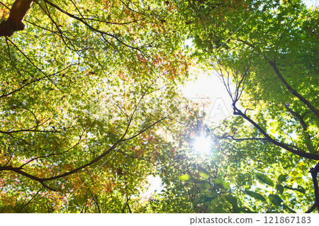 大越文化公園的秋天 大越文化公園的秋天 121867183