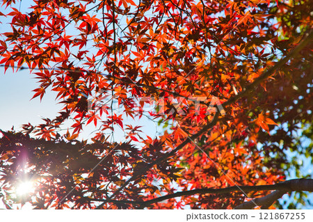 Autumn at Osagoe Culture Park 121867255