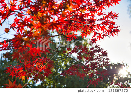 大越文化公園的秋天 大越文化公園的秋天 121867270