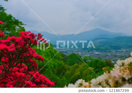 從杜鵑花盛開的山上眺望 121867299