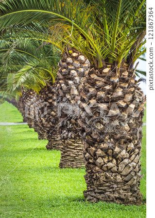 The palm tree on the beach The palm tree on the beach 121867364