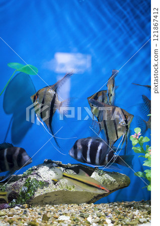 Fish in the aquarium Fish in the aquarium 121867412