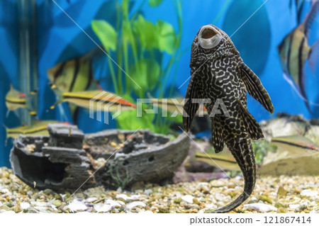 Fish in the aquarium 121867414