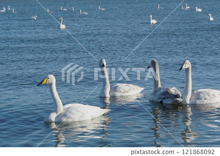 New Year's scenery at Lake Kitaura, where swans gather, Shiratori no Sato New Year's scenery at Lake Kitaura, where swans gather, Shiratori no Sato 121868092