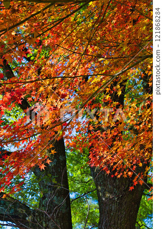 Nishiyama Park with autumn leaves 121868284