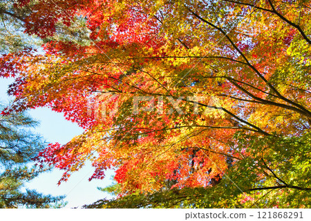 Nishiyama Park with autumn leaves 121868291