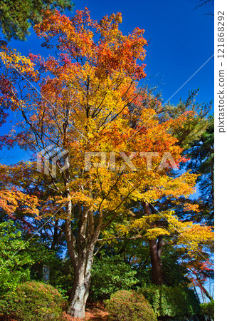 Nishiyama Park with autumn leaves 121868292