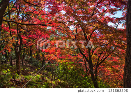 Nishiyama Park with autumn leaves Nishiyama Park with autumn leaves 121868298