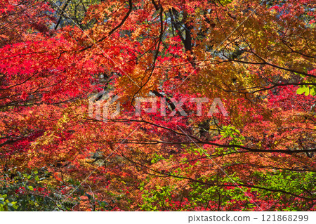 Nishiyama Park with autumn leaves Nishiyama Park with autumn leaves 121868299