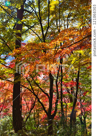 Nishiyama Park with autumn leaves 121868303