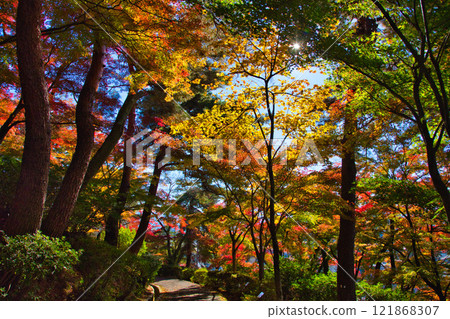 有秋葉的西山公園 121868307