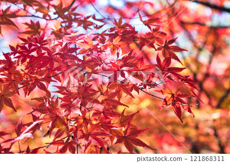 有秋葉的西山公園 121868311