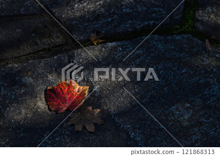 Nishiyama Park with autumn leaves 121868313