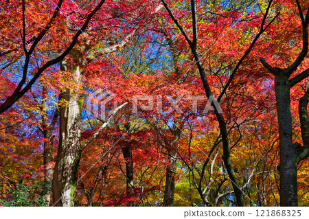 有秋葉的西山公園 有秋葉的西山公園 121868325
