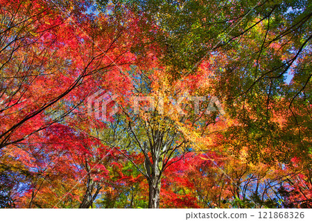 Nishiyama Park with autumn leaves 121868326