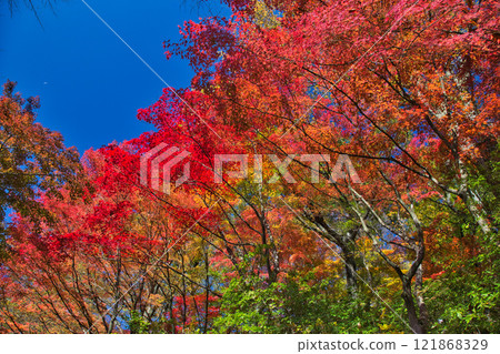 有秋葉的西山公園 121868329