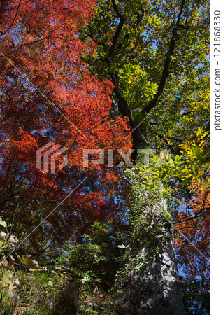 Nishiyama Park with autumn leaves 121868330