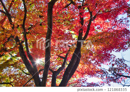 有秋葉的西山公園 有秋葉的西山公園 121868335
