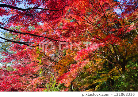 Nishiyama Park with autumn leaves 121868336